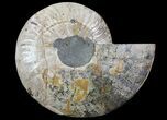 Cut Ammonite Fossil (Half) - Agatized #69047-1